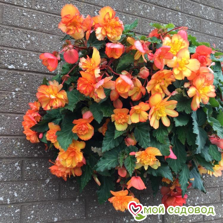 БЕГОНИЯ КОМПЛЕКТ