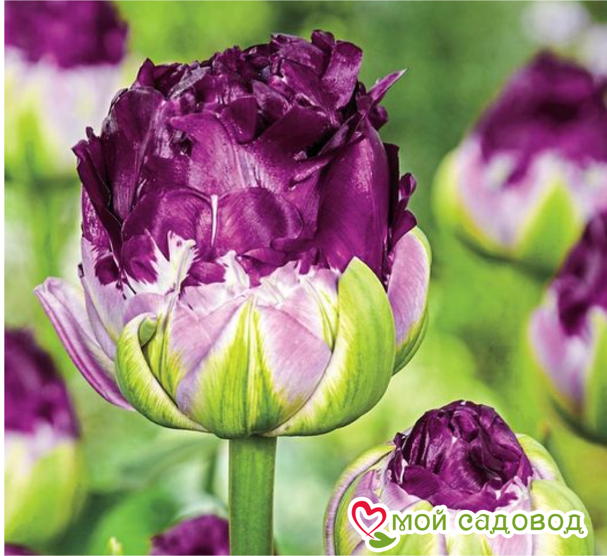 Тюльпан Анаконда