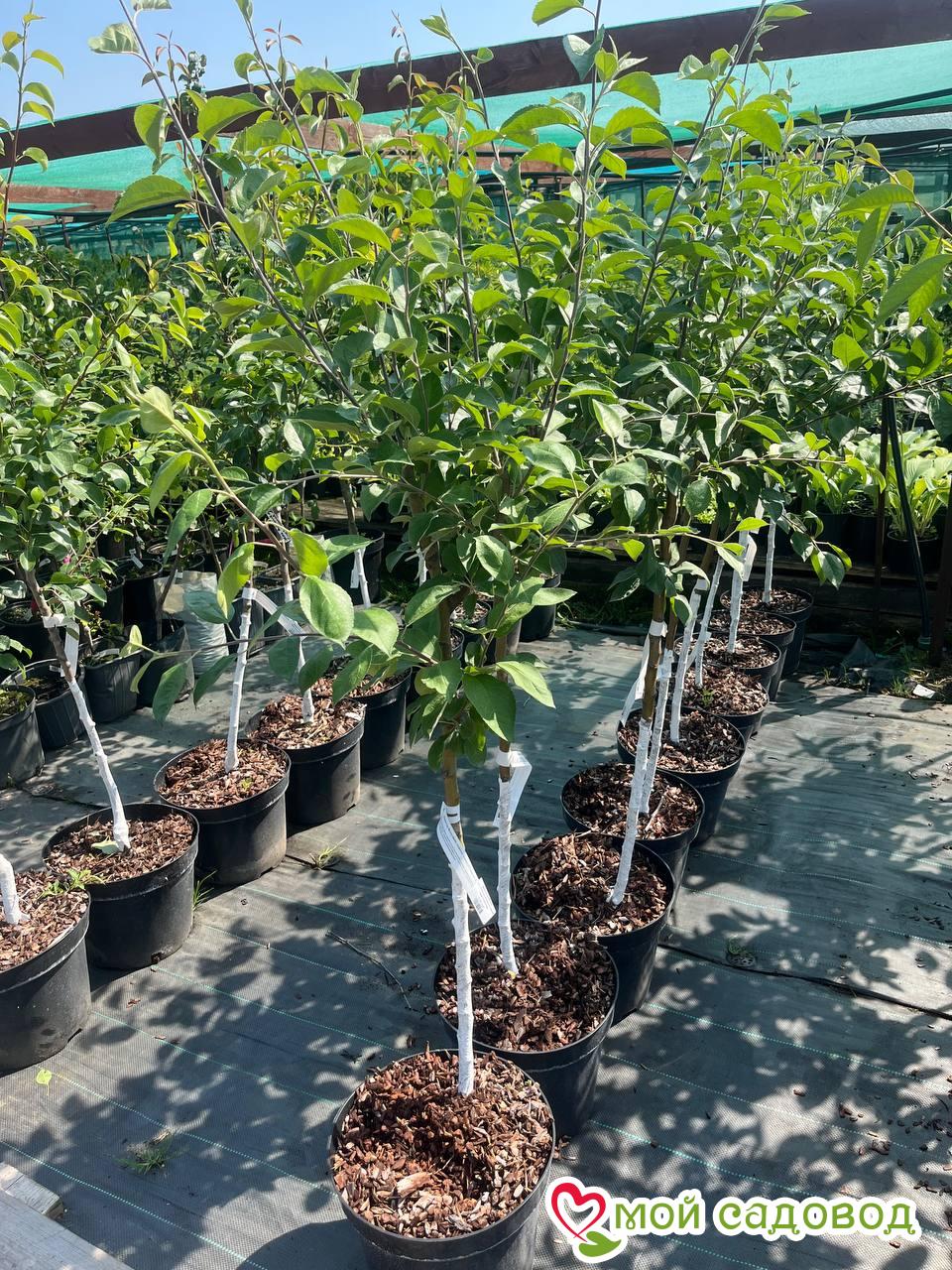 Яблоня Буди Блугман